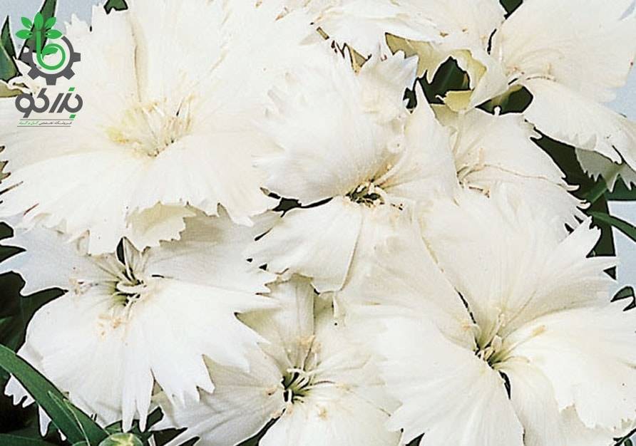 بذر گل میخک قرنفل یا میخک مینیاتوری سفید (Dianthus chinensis f1 Diana white)