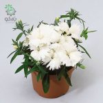 بذر گل میخک قرنفل یا میخک مینیاتوری سفید (Dianthus chinensis f1 Diana white)