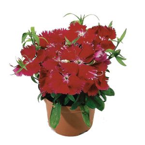 بذر گل میخک قرنفل یا میخک مینیاتوری اسکارلت (Dianthus chinensis f1 Diana  Scarlet)