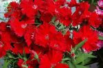 بذر گل میخک قرنفل یا میخک مینیاتوری اسکارلت (Dianthus chinensis f1 Diana  Scarlet)