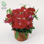 بذر گل میخک قرنفل یا میخک مینیاتوری اسکارلت (Dianthus chinensis f1 Diana  Scarlet)