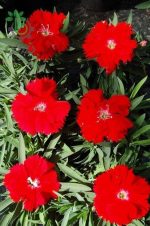 بذر گل میخک قرنفل یا میخک مینیاتوری اسکارلت (Dianthus chinensis f1 Diana  Scarlet)