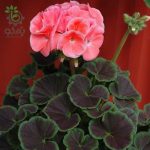 بذر گیاه شمعدانی عطری چشم گاوی سالمون (Pelargonium x hortorum F1 BullsEye Salmon)