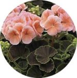 بذر گیاه شمعدانی عطری چشم گاوی سالمون (Pelargonium x hortorum F1 BullsEye Salmon)