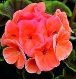 بذر گیاه شمعدانی عطری چشم گاوی سالمون (Pelargonium x hortorum F1 BullsEye Salmon)