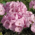 بذر گیاه شمعدانی عطری چشم گاوی صورتی (Pelargonium x hortorum F1 BullsEye Ligth Pink)