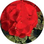 بذر گیاه شمعدانی عطری چشم گاوی اسکارلت (Pelargonium x hortorum F1 BullsEye Scarlet)
