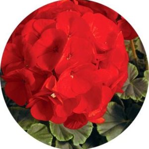 بذر گیاه شمعدانی عطری چشم گاوی اسکارلت (Pelargonium x hortorum F1 BullsEye Scarlet)