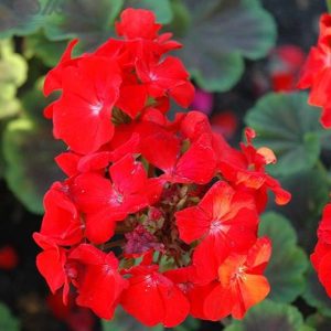 بذر گیاه شمعدانی عطری چشم گاوی اسکارلت (Pelargonium x hortorum F1 BullsEye Scarlet)