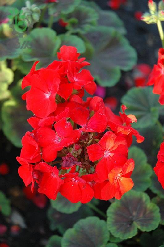 بذر گیاه شمعدانی عطری چشم گاوی اسکارلت (Pelargonium x hortorum F1 BullsEye Scarlet)