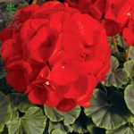 بذر گیاه شمعدانی عطری چشم گاوی اسکارلت (Pelargonium x hortorum F1 BullsEye Scarlet)