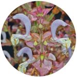 بذر گیاه مرمرشک یا مریم گلی لوله ای (Salvia Macrosiphon)