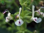 بذر گیاه مرمرشک یا مریم گلی لوله ای (Salvia Macrosiphon)