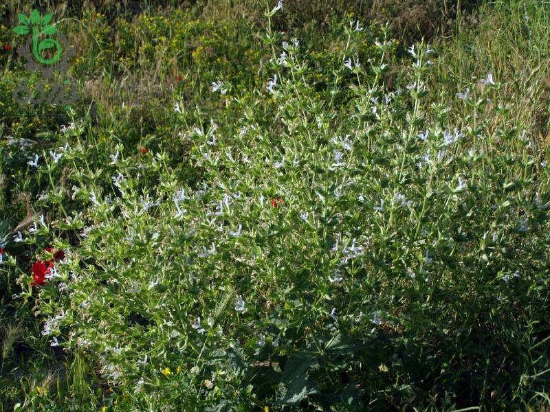بذر گیاه مرمرشک یا مریم گلی لوله ای (Salvia Macrosiphon)