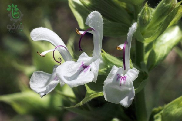 بذر گیاه مرمرشک یا مریم گلی لوله ای (Salvia Macrosiphon)