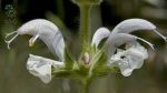 بذر گیاه مرمرشک یا مریم گلی لوله ای (Salvia Macrosiphon)