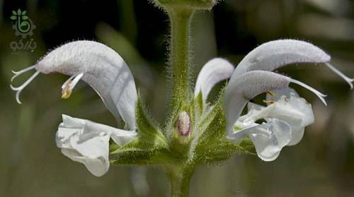 بذر گیاه مرمرشک یا مریم گلی لوله ای (Salvia Macrosiphon)
