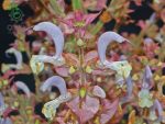 بذر گیاه مرمرشک یا مریم گلی لوله ای (Salvia Macrosiphon)
