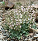 بذر گیاه مرمرشک یا مریم گلی لوله ای (Salvia Macrosiphon)