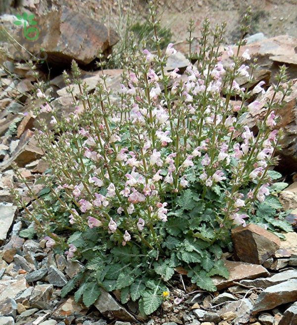 بذر گیاه مرمرشک یا مریم گلی لوله ای (Salvia Macrosiphon)