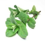 بذر گیاه نعناع فلفلی پپرمینت یا نعناع شکلاتی (MENTHA PIPERITA)