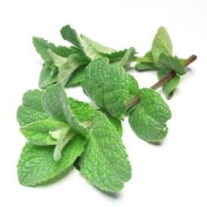 بذر گیاه نعناع فلفلی پپرمینت یا نعناع شکلاتی (MENTHA PIPERITA)