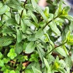 بذر گیاه نعناع فلفلی پپرمینت یا نعناع شکلاتی (MENTHA PIPERITA)