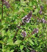 بذر گیاه نعناع فلفلی پپرمینت یا نعناع شکلاتی (MENTHA PIPERITA)