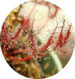 بذر گیاه گوشت خوار دروزرا سن ننتایو بیناتا (DROSERA Sonnentau bitana)