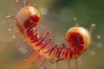 بذر گیاه گوشت خوار دروزرا سن ننتایو بیناتا (DROSERA Sonnentau bitana)