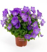 بذر گل استکانی باتلاقی یا گل زنگوله  (Campanula carpatica Blue)