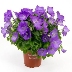 بذر گل استکانی باتلاقی یا گل زنگوله  (Campanula carpatica Blue)