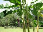 بذر banana tree (موز)