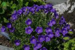 بذر گل استکانی باتلاقی یا گل زنگوله  (Campanula carpatica Blue)
