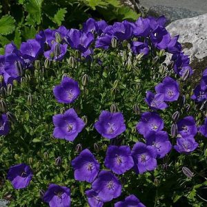 بذر گل استکانی باتلاقی یا گل زنگوله  (Campanula carpatica Blue)