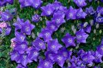 بذر گل استکانی باتلاقی یا گل زنگوله  (Campanula carpatica Blue)