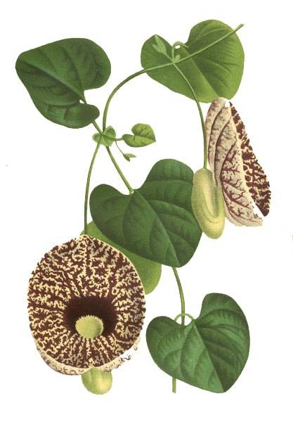 بذر گیاه آریستولوکیا یا پیپ هلندی الگانس (aristolochia pfeifenblume elegans)