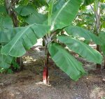 بذر banana tree (موز)