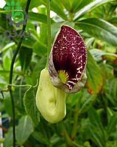 بذر گیاه آریستولوکیا یا پیپ هلندی الگانس (aristolochia pfeifenblume elegans)