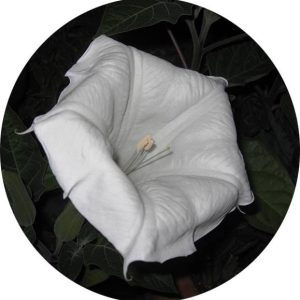 بذر گل بوقی یا تاتوره اینوکسیا یا تاتوره علفی (Datura innoxia)