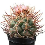 بذر تلوکاکتوس هگزادروفوروس (Thelocactus exaedrophorus v. fossulatus)