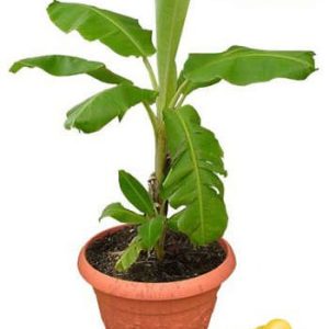 بذر banana tree (موز)