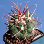 بذر تلوکاکتوس هگزادروفوروس (Thelocactus exaedrophorus v. fossulatus)