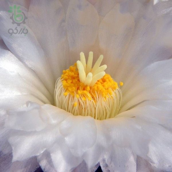 بذر تلوکاکتوس هگزادروفوروس (Thelocactus exaedrophorus v. fossulatus)