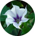 بذر گیاه تاتوره استرامونیه یا تاتوره جیمسون (Datura stramonium)