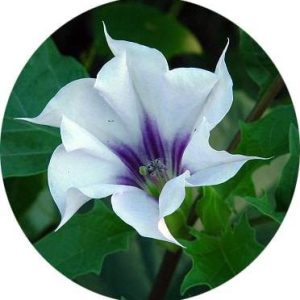بذر گیاه تاتوره استرامونیه یا تاتوره جیمسون (Datura stramonium)