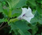 بذر گیاه تاتوره استرامونیه یا تاتوره جیمسون (Datura stramonium)