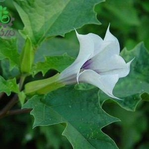 بذر گیاه تاتوره استرامونیه یا تاتوره جیمسون (Datura stramonium)