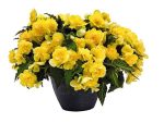 بذر گل بگونیا بدون توقف یا نان استاپ لذت زرد (Begonia tuberhybrida F1 Nonstop Joy Yellow)
