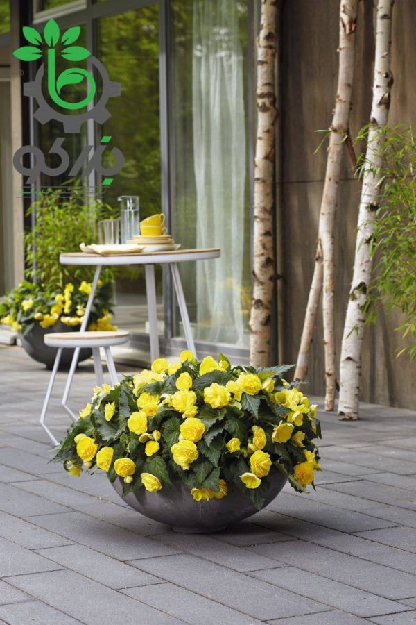بذر گل بگونیا بدون توقف یا نان استاپ لذت زرد (Begonia tuberhybrida F1 Nonstop Joy Yellow)